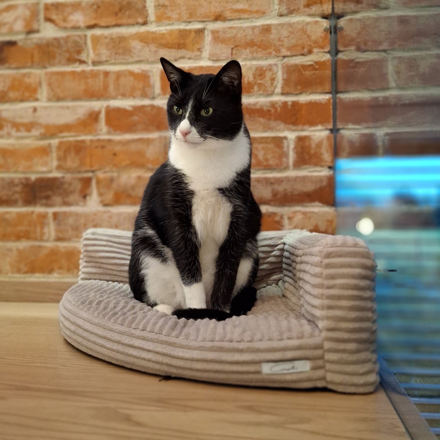 MEOWCORNER PLUS - legowisko dla kota lub małego psa - Narożnik sztruks Beż